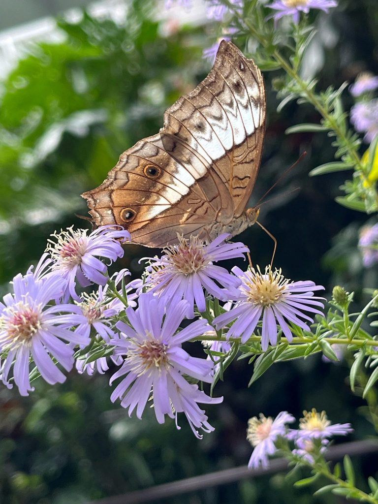 cluster of purple flowers and a tan and white winged butterfly