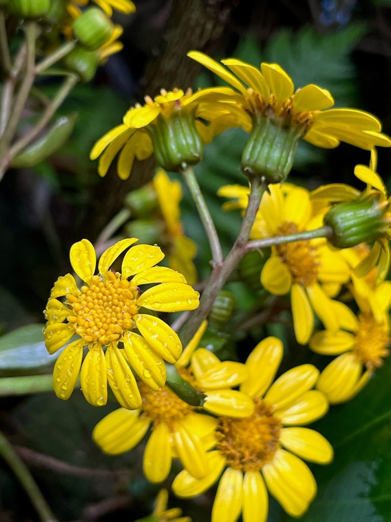 cluster of yellow flowers