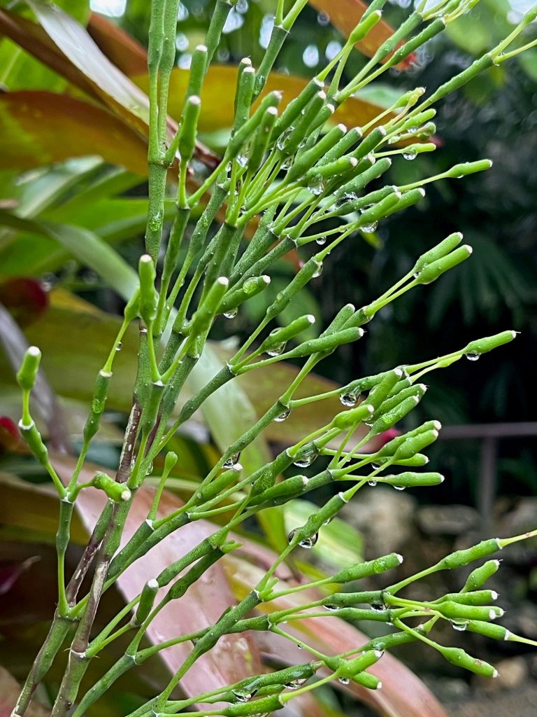 cluster of green stems