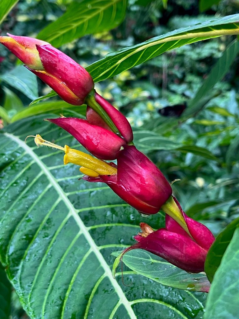 row of red flowers