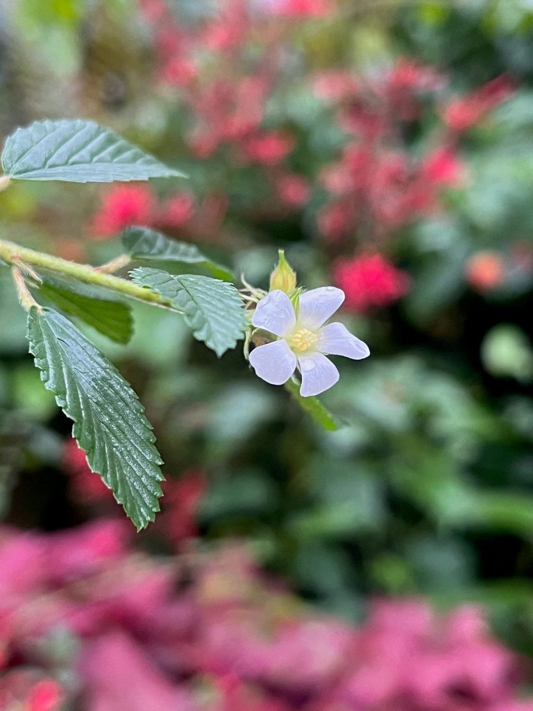 small white flower at the end of a stem