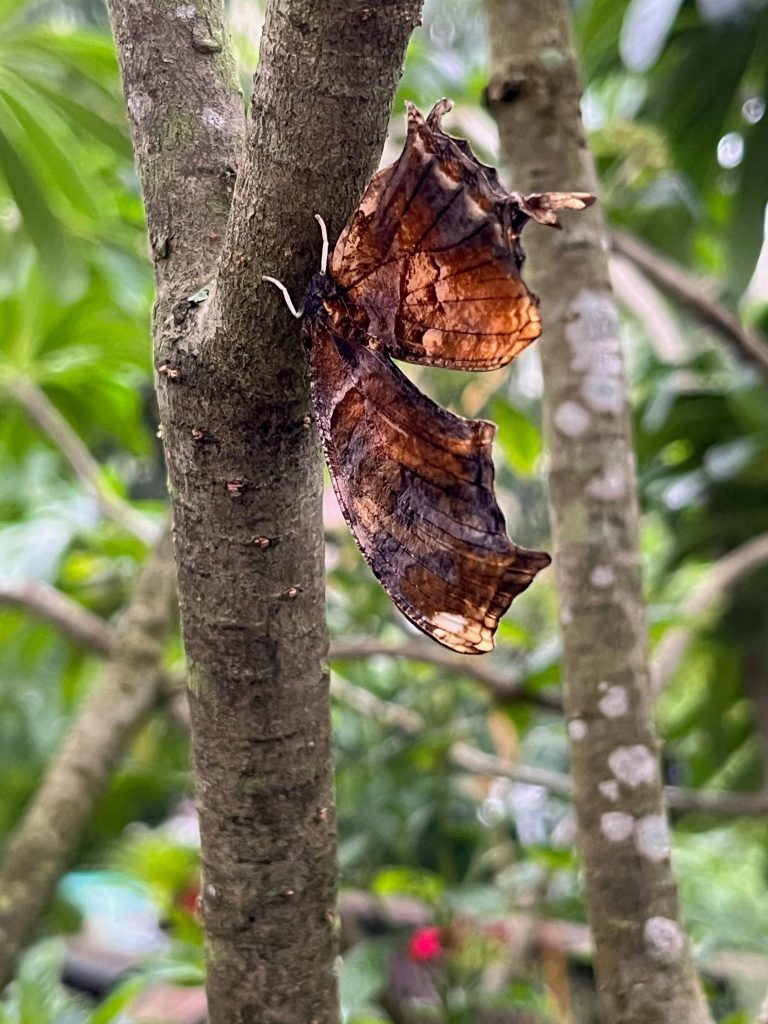 butterfly with brown wings that look like a dried leaf.