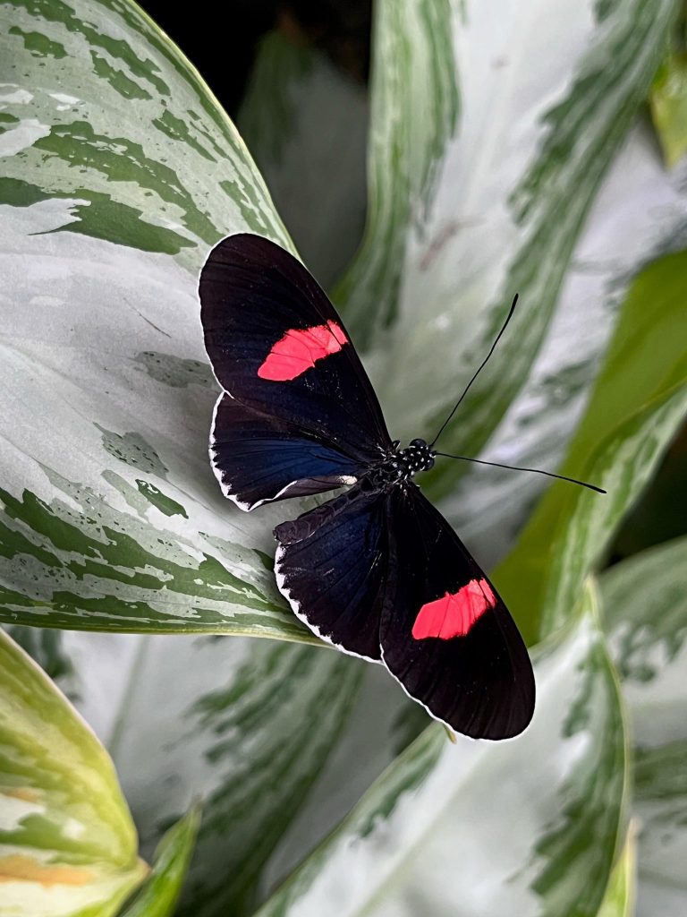 butterfly with long black wings each with a wide red stripe.