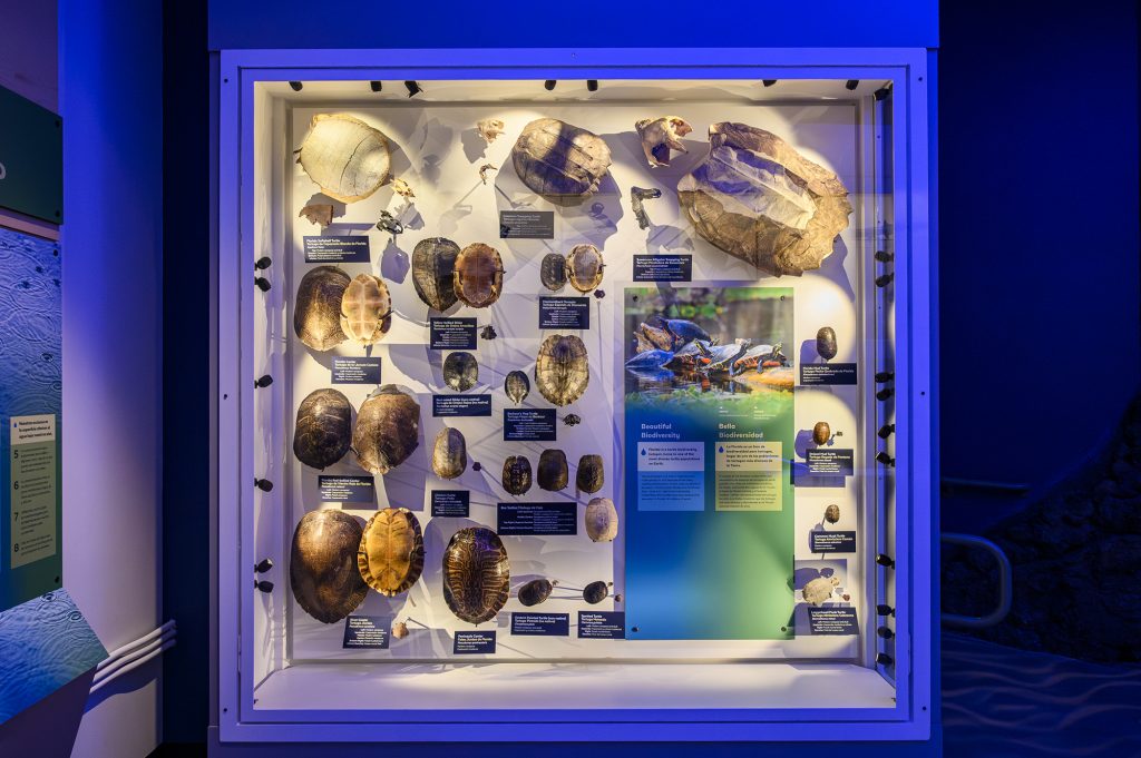 display of multiple turtle shells with labels