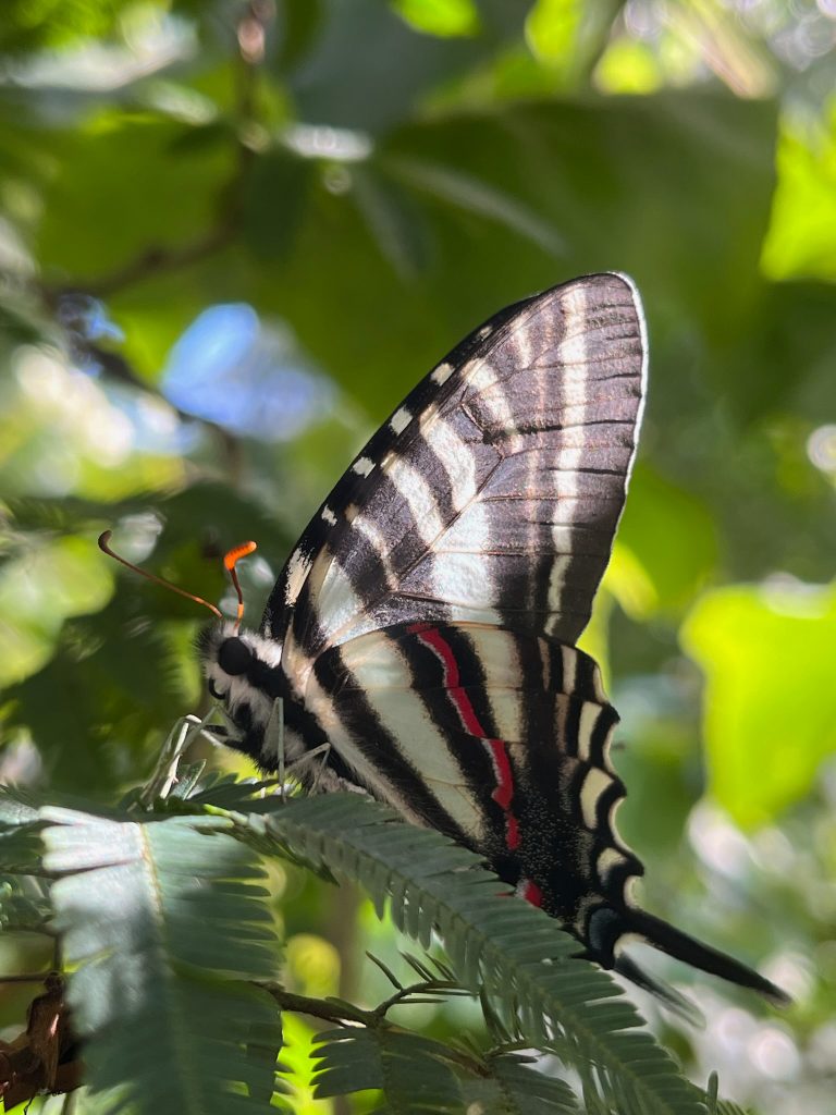 cream, yellow and black butterfly with a long tail