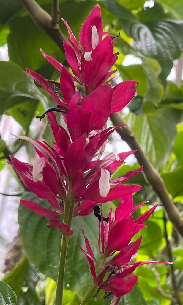 tall cluster of red flowers