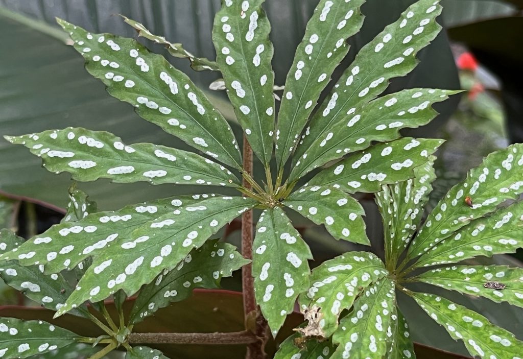long green and white leaves growing from a center point