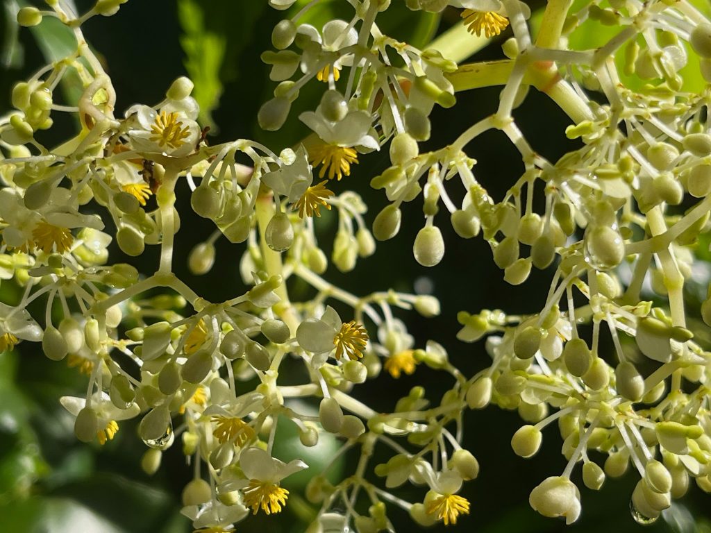 green cluster of small flower buds
