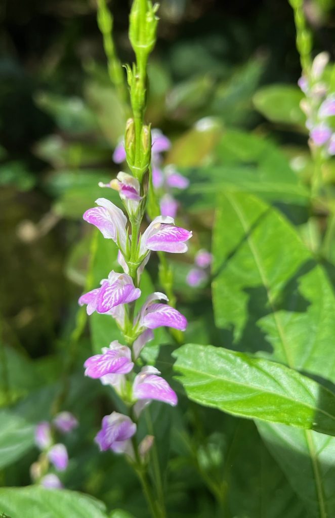 small white and purple flower blooming from a center stem