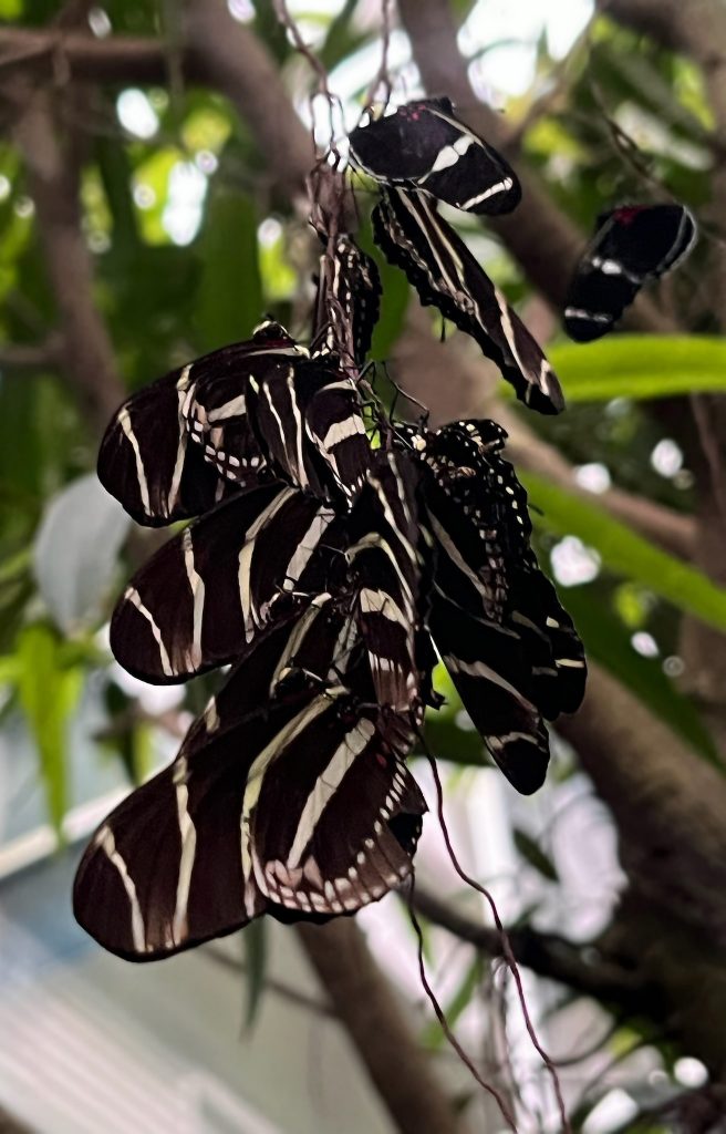 cluster of yellow and black butterflies handing from a branch