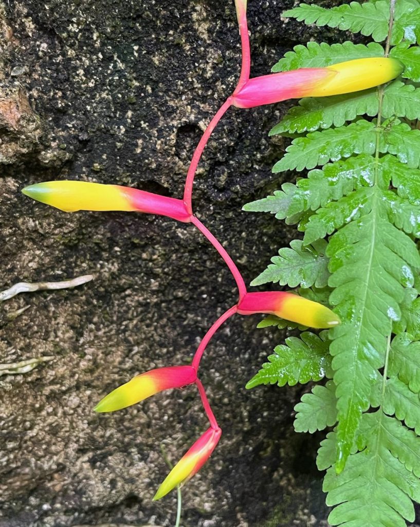 pink orange and green flowers on a long pink stem