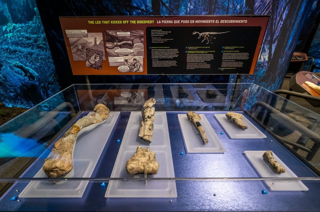 fossils of various sizes on display