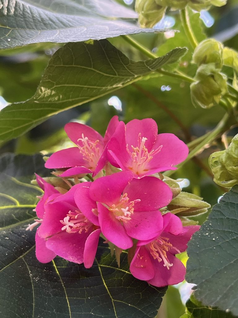 cluster of pink flowers