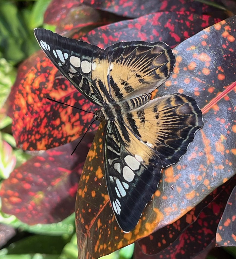 tan and black striped butterfly on red and maroon spotted leaf