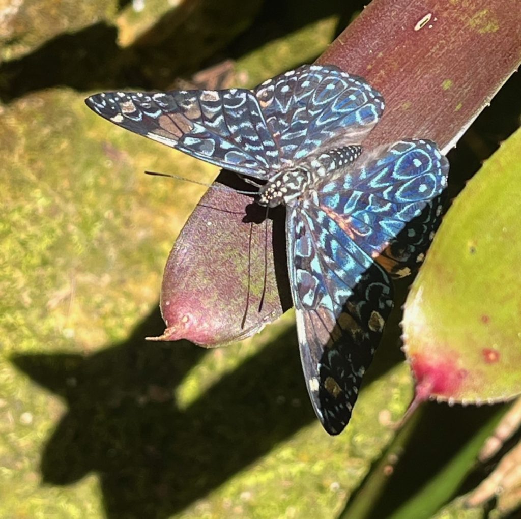 black butterfly with blue markings