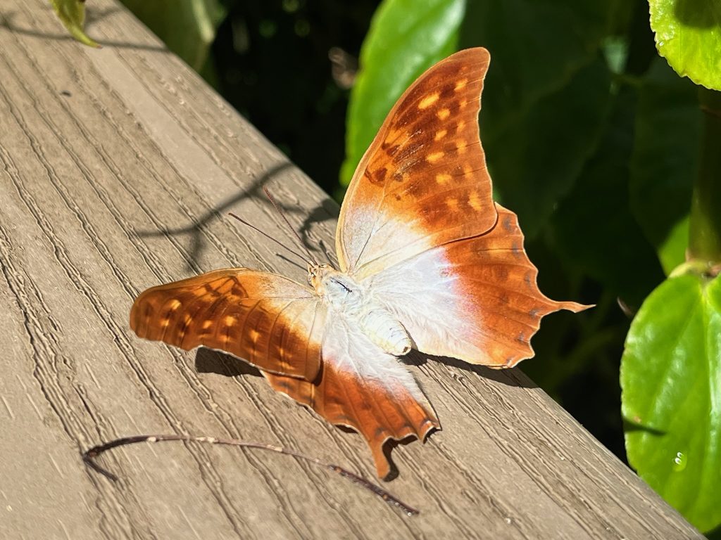 white and orange butterflies