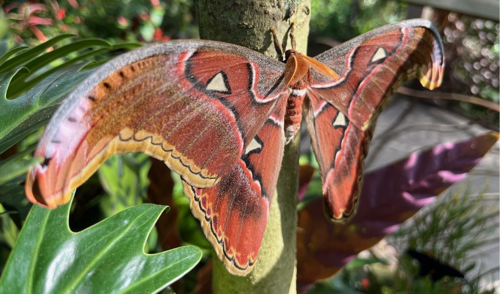 large moth