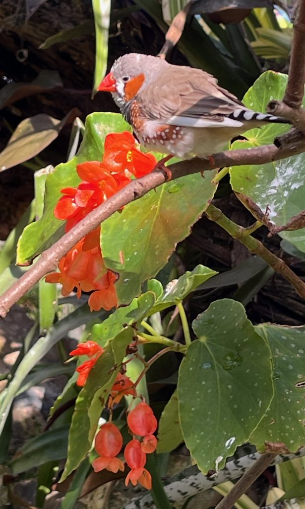 small brown bird with orange beak