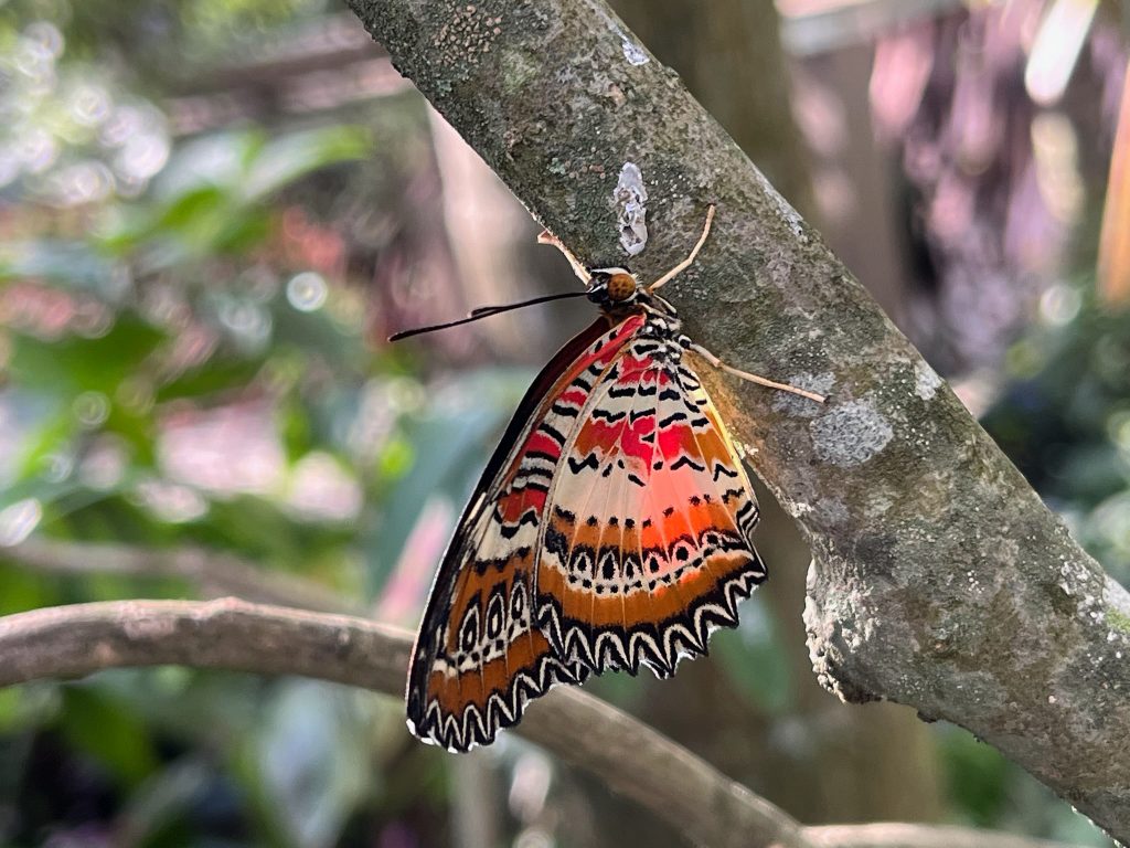 butterfly with patterned wings in cream, red, and black