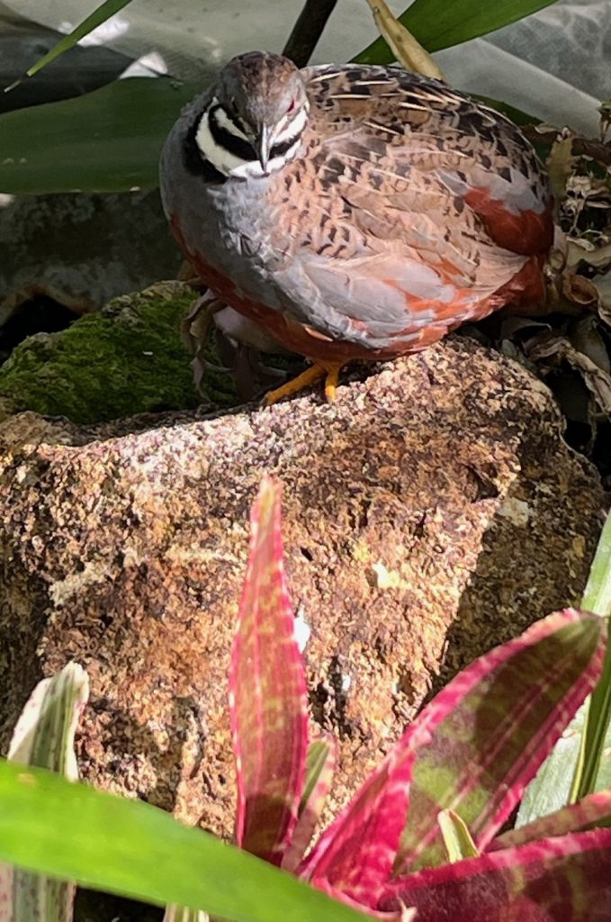 Brown bird with white and black stripes under its beaks