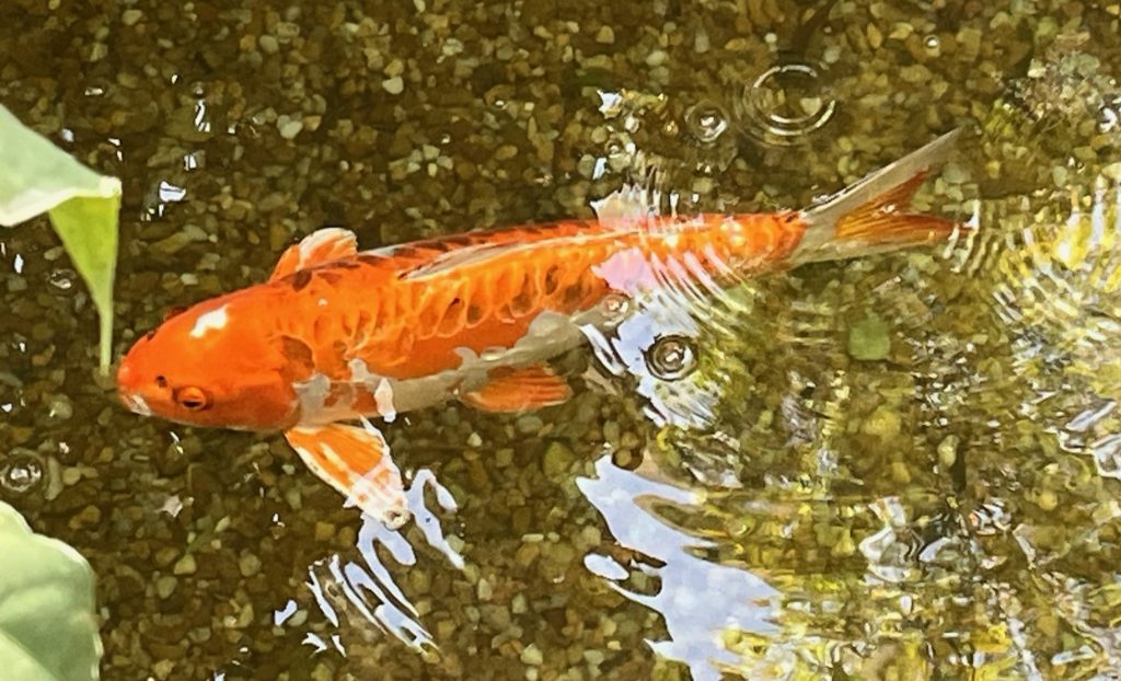 orange and cream fish