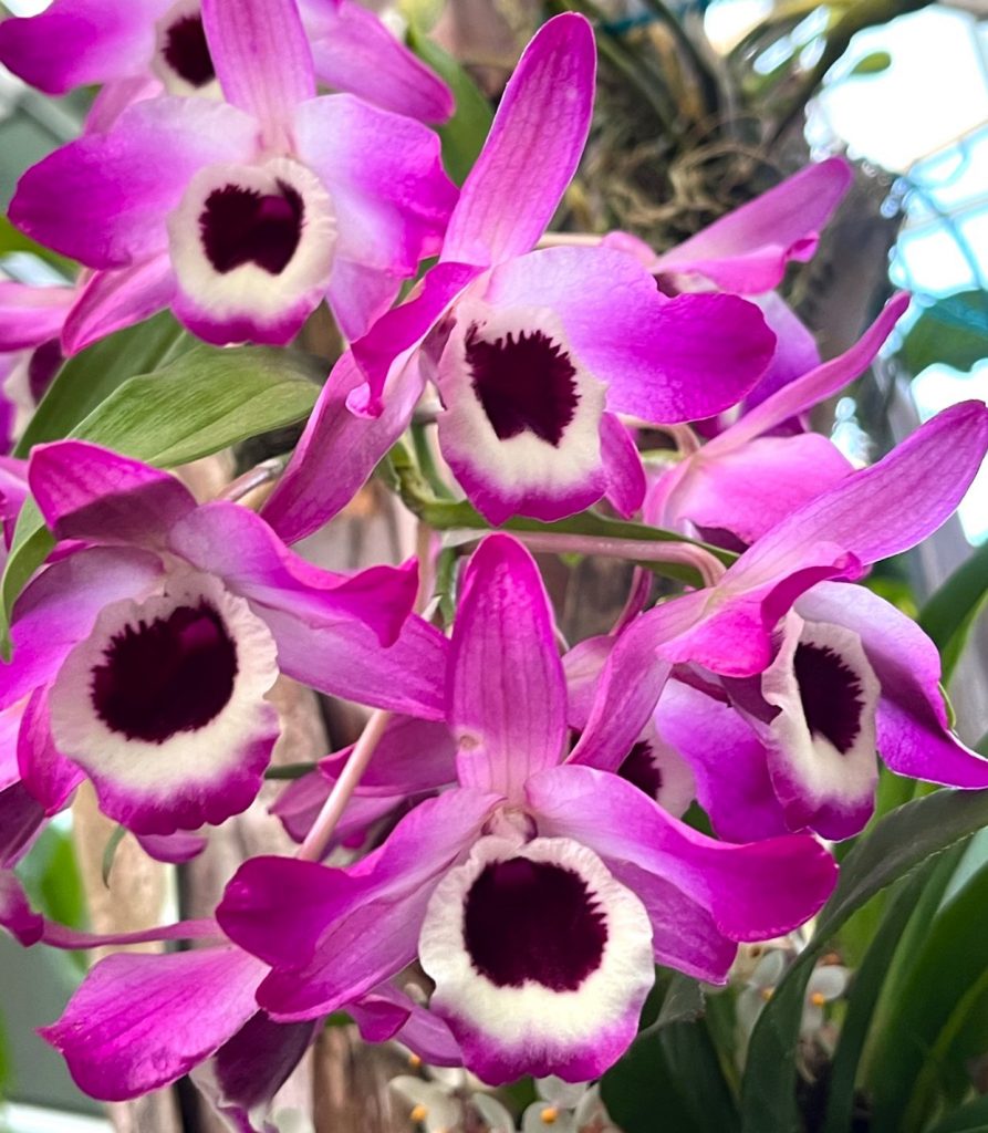 cluster of pink white and maroon orchid flowers