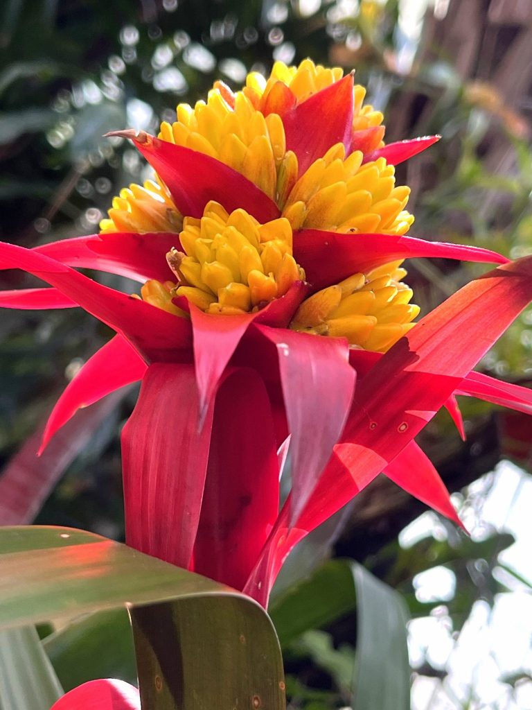 red and orange flower