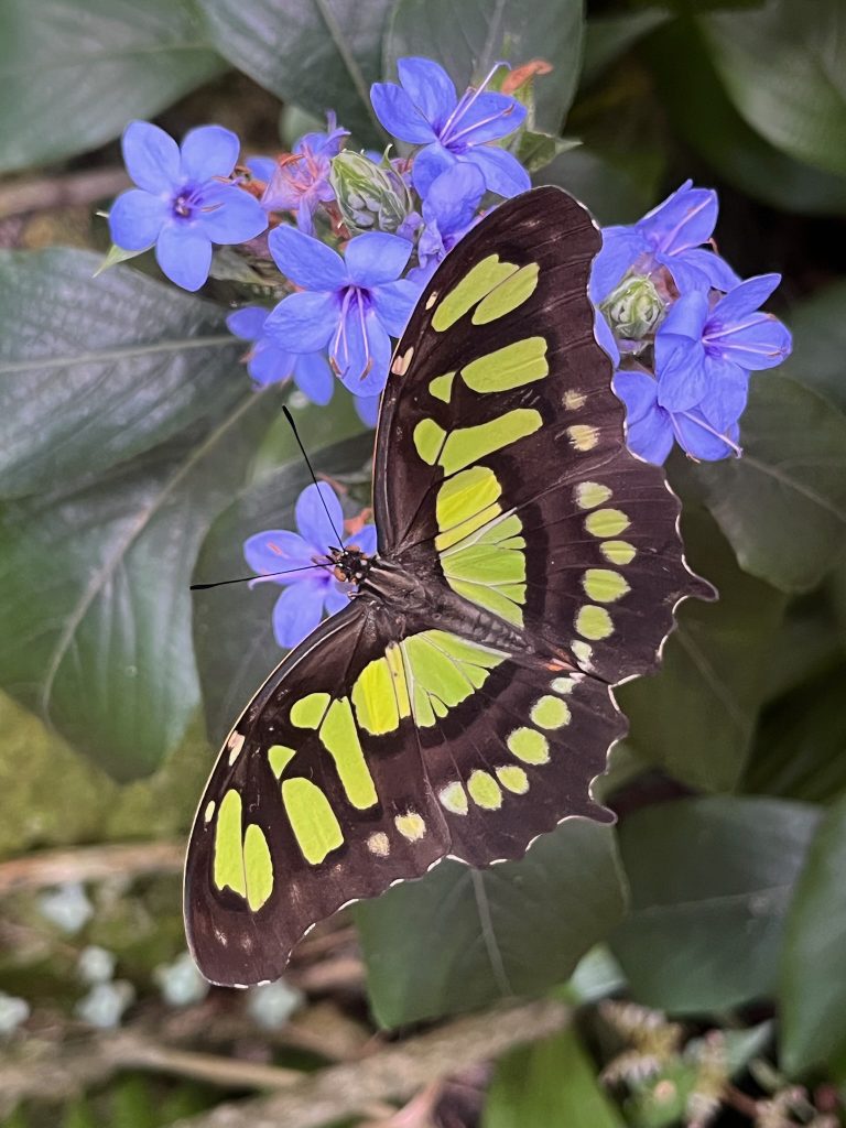 black and green butterfly feeding from purple flowers