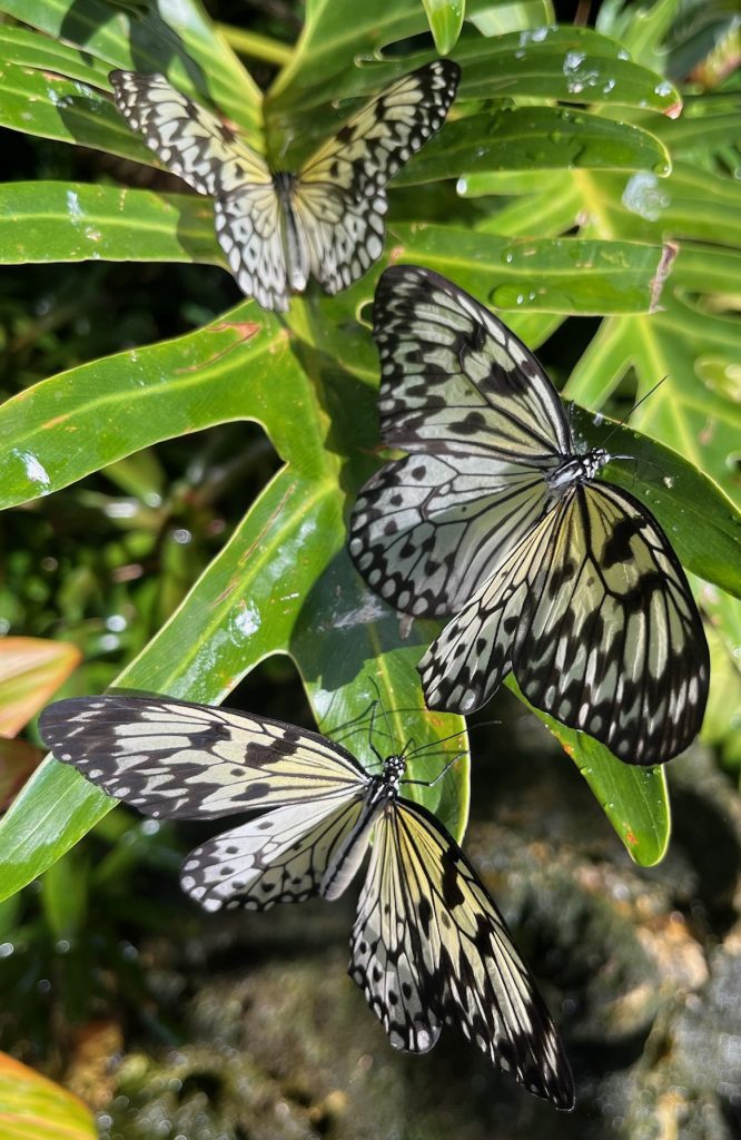 three white, cream and black butterflies on a large green leaf