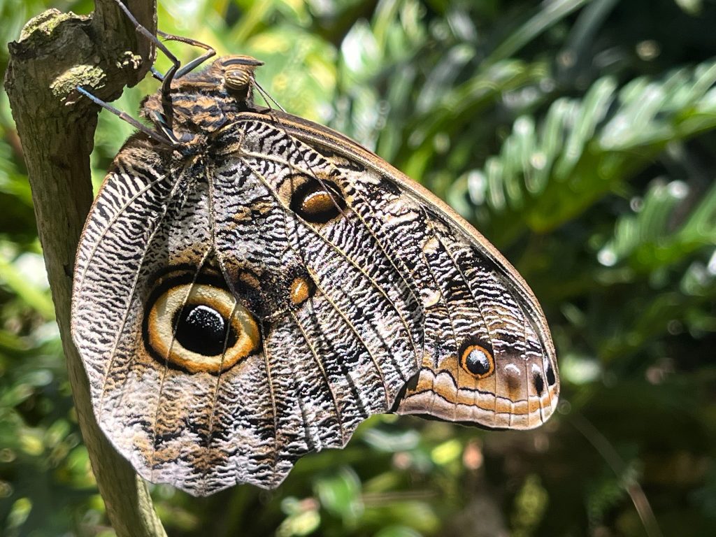 Tan and cream butterfly with a large eyespot