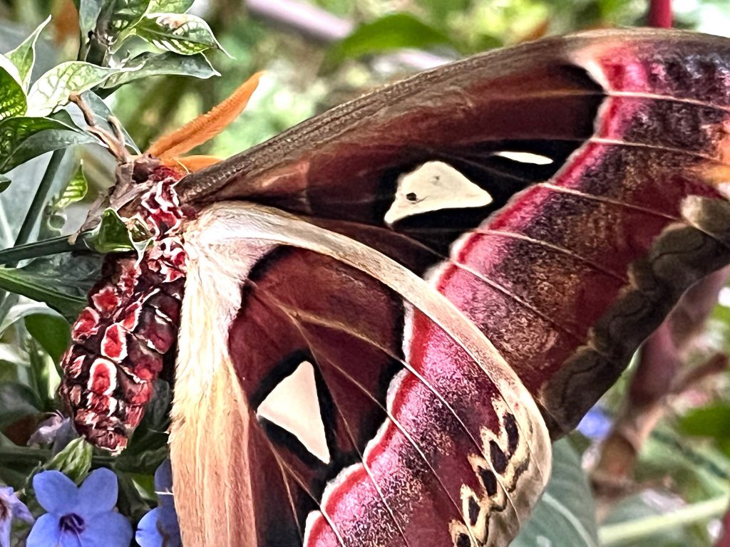 brown cream and red moth with large wings