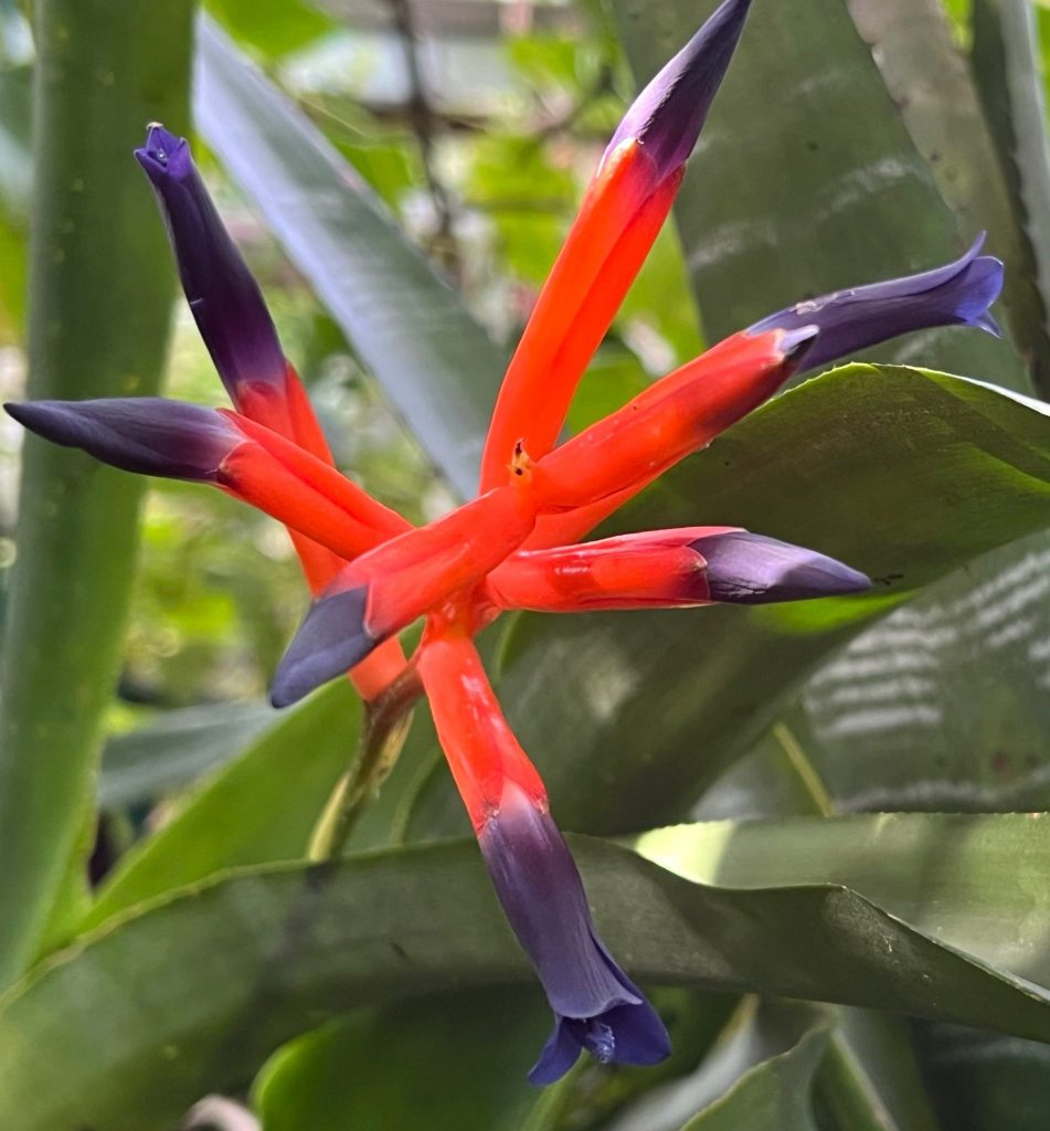 cluster of long red and purple flowers