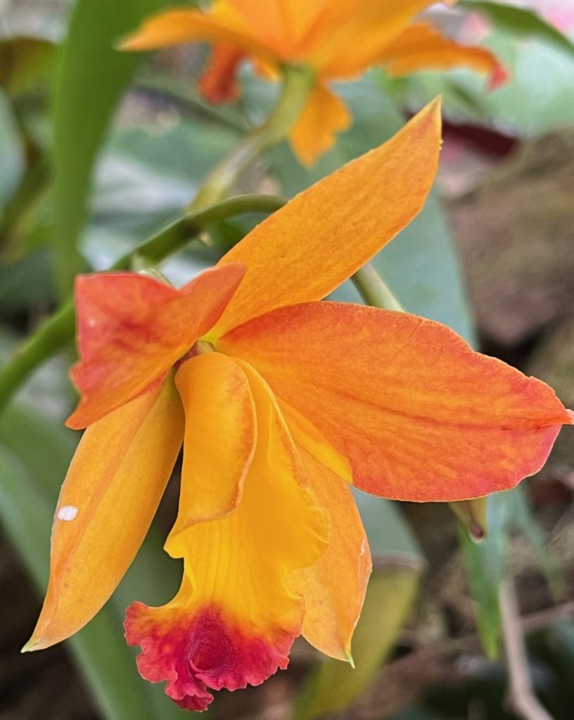 orange orchid flower