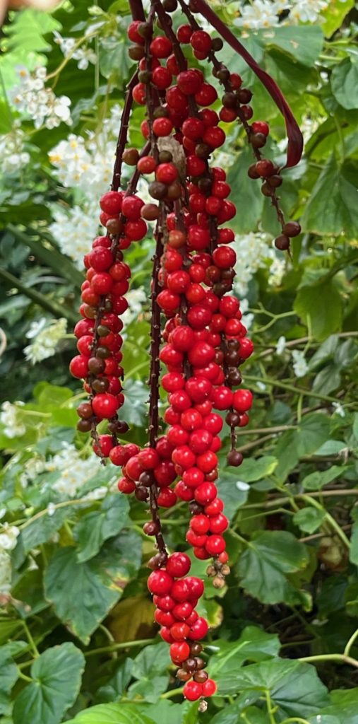long clusters of red berries