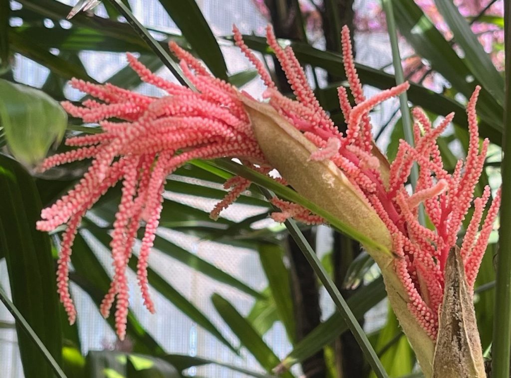 Pink palm flowers