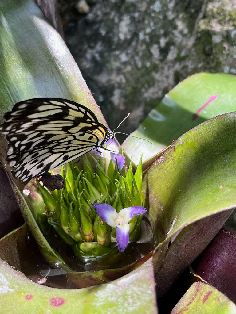 black and white butterfly on small purple and white flowers
