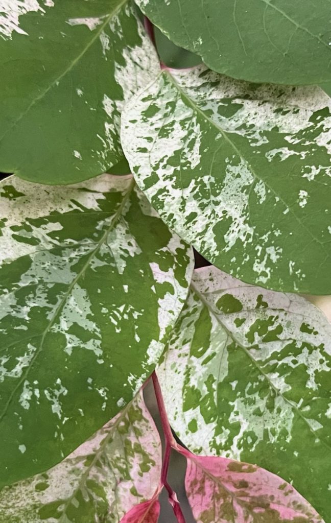 green white and pink leaves