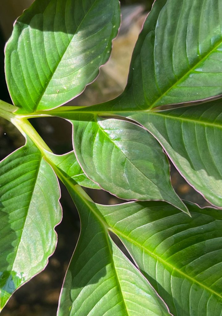 green leaves with thin pink borders