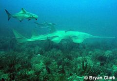 Sawfish, photo © Bryan Clark