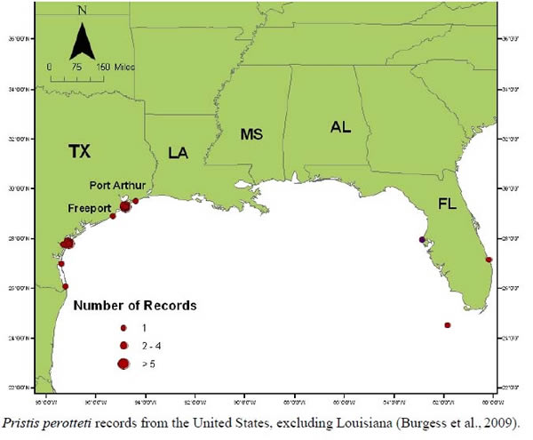 largetooth sawfish map