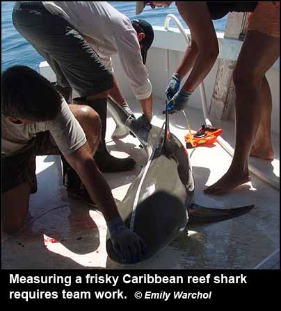 Measuring a frisky Caribbean reef shark requires team work.