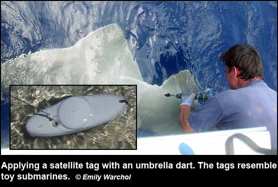 Applying a satellite tag with an umbrella dart. The tags resemble toy submarines