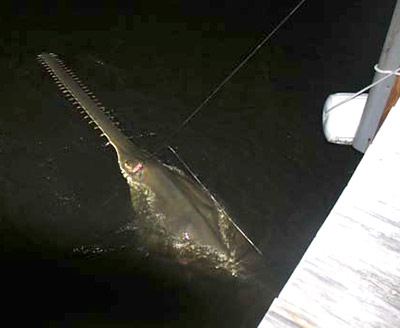 sawfish boat tangled