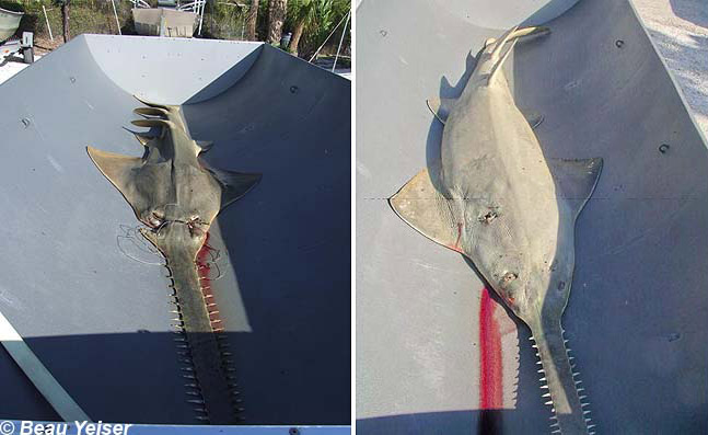 sawfish comparison debris