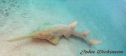 Smalltooth sawfish. Photo © John Dickinson