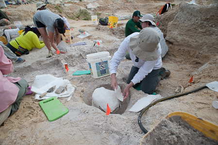 A volunteer jacketing a complete turtle carapace