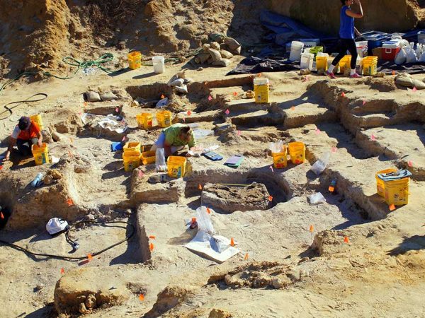 Volunteers digging at the Montbrook fossil site last season