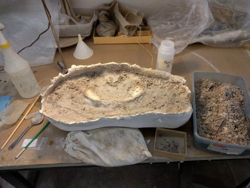 Plaster jacket from Montbrook being prepared in the lab. Plaster jacket from Montbrook being prepared in the lab