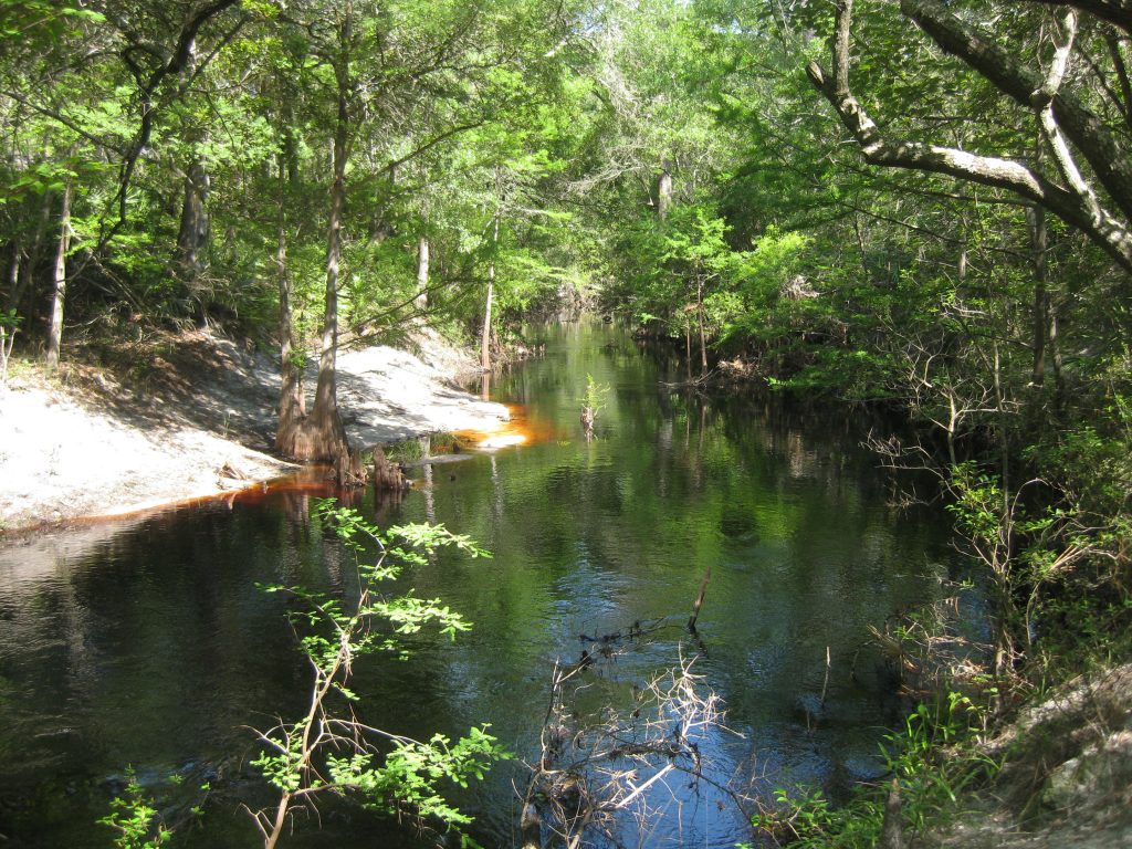 Sopchoppy River -Apalachicola National Forest. Photo by <a href="https://www.floridamuseum.ufl.edu/museum-voices/bluerim/">Sarah Allen</a> A tanic river with sandy banks and dense vegetation