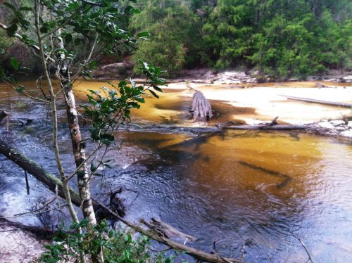 Juniper Creek. Photo by Steve Newborn/ <a href="http://wusfnews.wusf.usf.edu/post/exploring-floridas-wild-northwest-fl-wildlife-corridor-expedition#stream/0">WUSF News</a> very sandy river